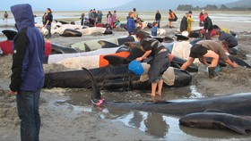 Ahli Ungkap Sebab Banyak Paus Terdampar di Laut Sawu NTT
