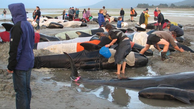 Ahli merespons banyaknya paus yang terdampar dan mati di wilayah Laut Sawu dan Pantai Sabu Raijua Nusa Tenggara Timur selama Juni 2020.