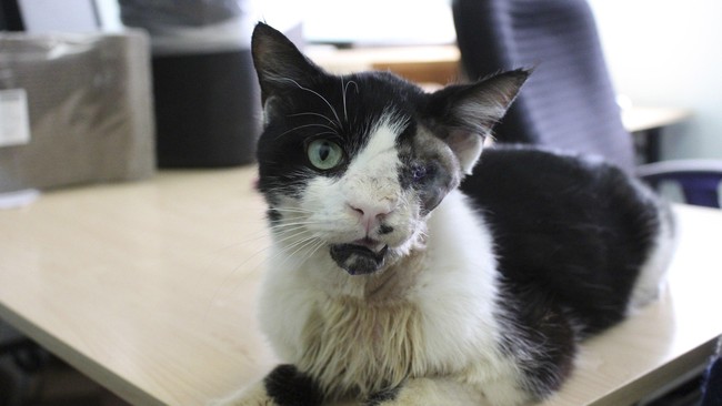 Kucing yang bangkit dari kematian setelah dikubur lima hari itu kini menjadi rebutan antara pemilik dan kelompok hak binatang yang merawatnya.