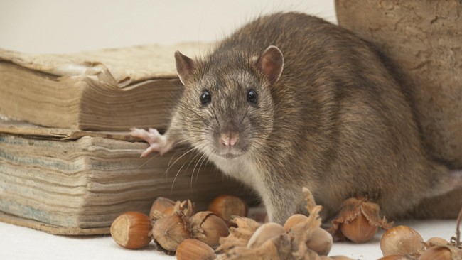 Tikus cerdas itu diciptakan dengan mengubah gen tunggal guna memblokir enzim phosphodiesterase-4B yang ditemukan di banyak organ, termasuk otak.