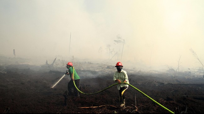 Karena asap hutan yang dibakar, jarak pandang di Pekanbaru 5 km, Dumai 4 km, Pelalawan 5 km, dan Rengat 5 km.