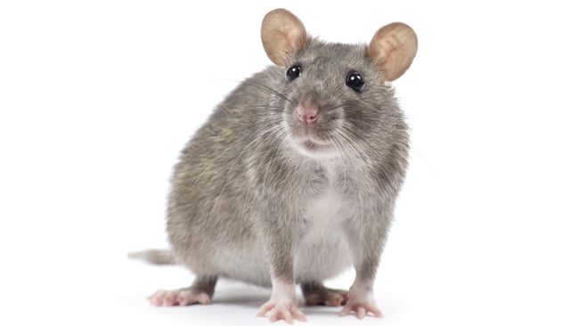Gunakan Lem Tikus Secara Efektif dengan Bantuan 5 Umpan Berikut