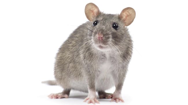 Gunakan Lem Tikus Secara Efektif dengan Bantuan 5 Umpan Berikut Gunakan Lem Tikus Secara Efektif dengan Bantuan 5 Umpan Berikut