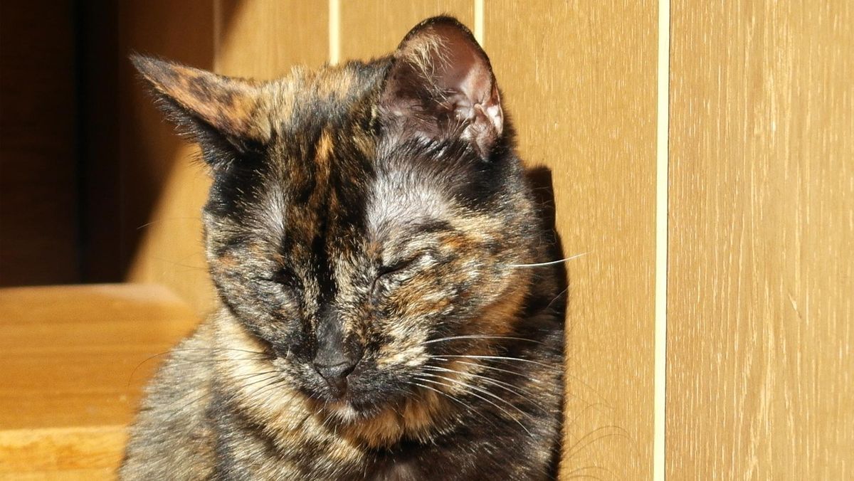 Motif Pensiunan ASN Tendang Kucing di Stadion Blora hingga Mati