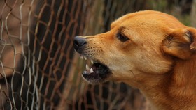 Anjing Liar di Area Sirkuit Mandalika Diberantas Aparat Lombok