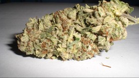 Studi: Mengisap Ganja Bisa Bikin Gila