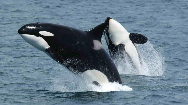 Taman laut terkemuka di Amerika Serikat diminta oleh ahli primata Jane Goodall untuk segera ditutup karena memelihara orcas atau paus pembunuh.