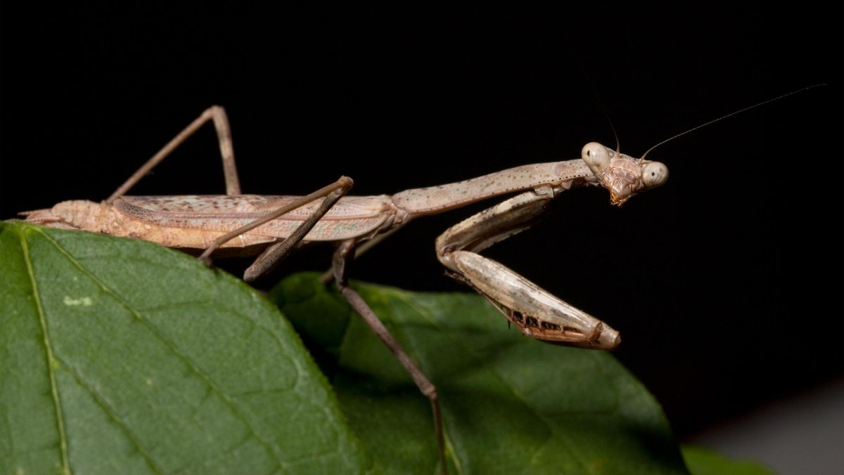 Belalang Sembah dan Dietnya yang 'Keterlaluan'