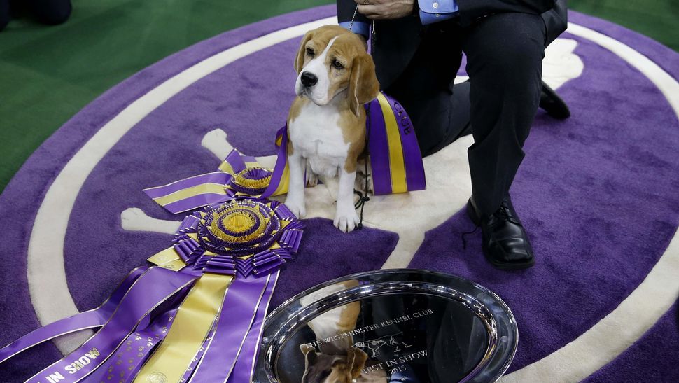 Beagle Lucu Miss P Siap Bertemu Donald Trump Foto 5