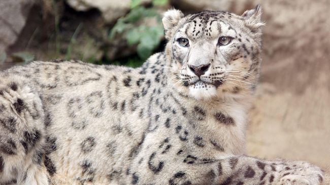 Populasi 'Kucing Hantu' Bertambah, Tapi Tetap Terancam Punah Cantik dan pemalu, merupakan tabiat dari si 'Kucing Hantu'. Kulit dan tulangnya diburu manusia untuk dijadikan pajangan dan obat tradisional.