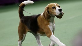 Beagle Lucu Miss P Siap Bertemu Donald Trump