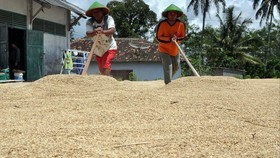 Harga Gabah Anjlok di Bawah HPP Rp4.200 per Kg