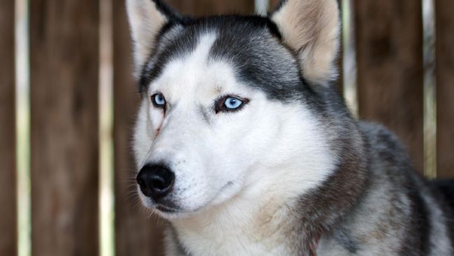 Di kafe yang berlokasi di Bangkok, Thailand, pengunjung bisa menikmati menu kuliner khas Negeri Gajah Putih bersama puluhan anjing Husky.