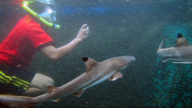 Hiu Karang Hitam dan Putih yang diberitakan mati di penangkaran di Karimunjawa adalah jenis hiu yang gemar bersosialisasi.