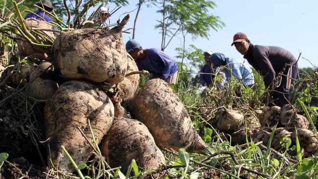 Bengkuang adalah umbi. Ia bisa dilalap atau kamu jadikan rujak. Umbi ini punya segudang manfaat loh.