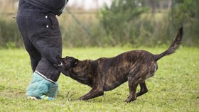 Pesepakbola Ini Digigit Anjing Saat Bertanding