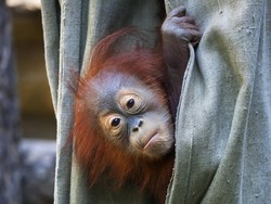 7 Hewan di Dunia yang Diprediksi Punah pada 2050, Orang Utan Termasuk?