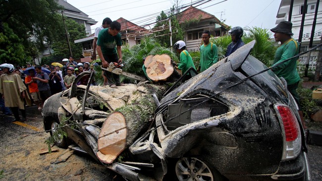 Cuaca ekstrem berupa angin kencang di Sukabumi mengakibatkan pohon besar tumbang. Belasan mobil rusak tertimpa pohon yang diperkirakan berusia ratusan tahun.