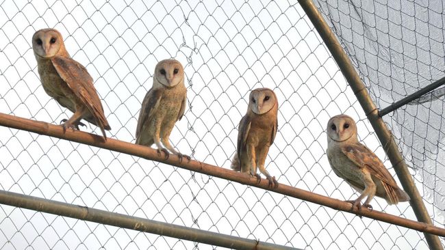 Keberadaan rumah burung hantu di Kecamatan Sedayu bakal dijadikan atraksi wisata edukasi oleh pemerintah Kabupaten Bantul.