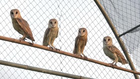 Bantul Ingin Populerkan Wisata Rumah Burung Hantu