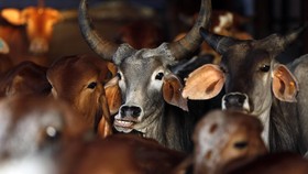 Jual Daging Sapi di India Terancam Tiga Tahun Penjara