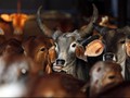Organisasi Hindu Radikal Serang Penjagalan Sapi di India