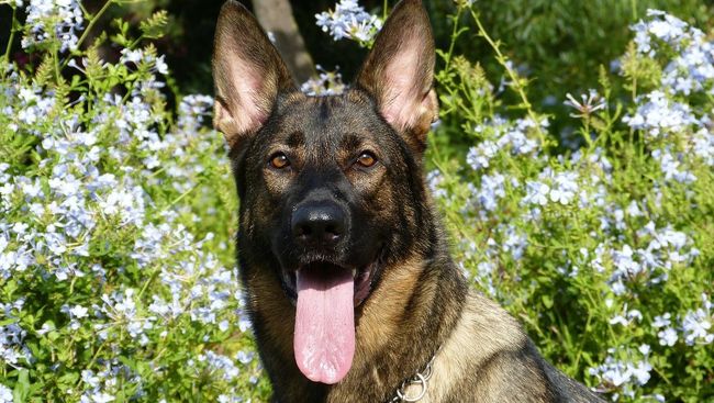 German Shepherd atau Herder merupakan salah satu jenis anjing penjaga rumah yang cocok untuk perempuan single.
