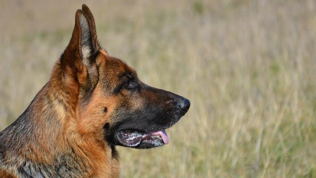 Anjing jenis German Shepherd, Wilson, yang menemani empat anak yang sempat terjebak di hutan amazon kini menghilang.