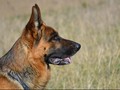 Ahli Respons Anjing Dilatih Mendeteksi Corona pada Manusia