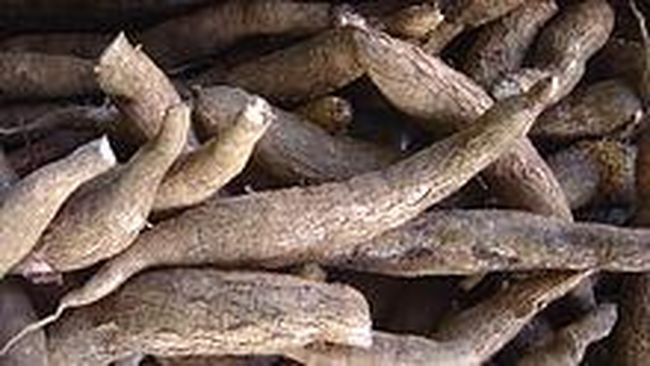 Singkong ternyata tak cuma enak untuk makanan. Tapi manfaat singkong untuk kulit juga bisa Anda dapatkan.