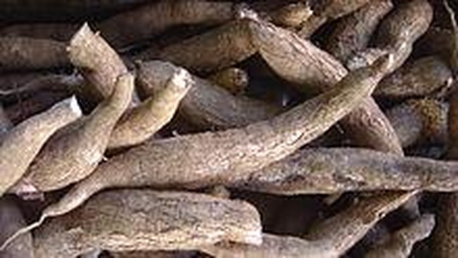 Petani lokal mengeluh impor singkong serta tapioka.