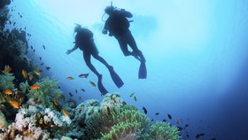 Surga Wisata Karang Bawah Laut Paling Indah di Dunia