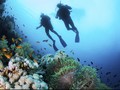 Surga Wisata Karang Bawah Laut Paling Indah di Dunia