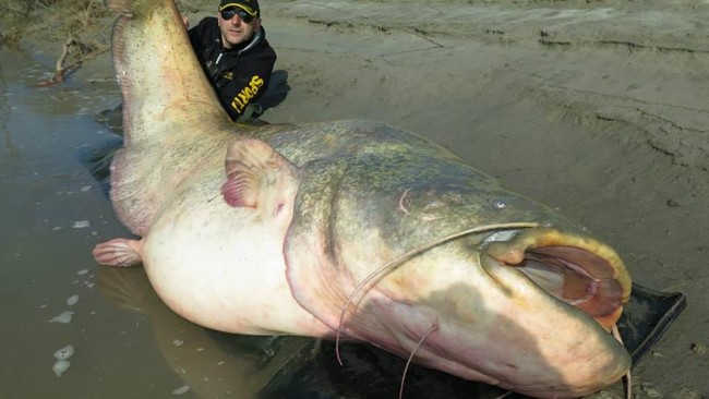 Butuh waktu 40 menit bagi pemancing untuk bertarung dengan lele tersebut sampai bisa membawanya ke daratan.