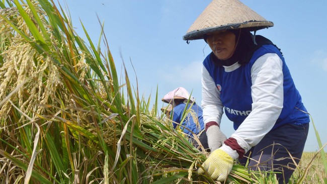 Kementerian Pertanian menargetkan produksi padi pada 2024 mencapai 55,4 juta ton, naik hampir 1 juta ton dibandingkan tahun ini yang sebesar 54,5 juta ton.