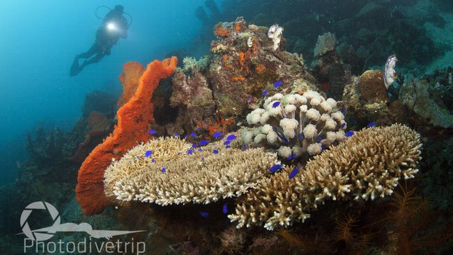 Teluk Tomini terpilih sebagai destinasi Indonesia Sail tahun ini karena merupakan teluk terbesar kedua di Indonesia setelah Teluk Cenderawasih di Papua.