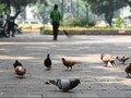 Ahok Siap Lelang Pengolahan Taman di Jakarta