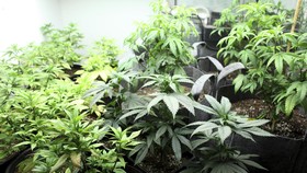 Jaksa Tuntut Mati Penyelundup 540 Kilogram Ganja