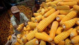 Peternak Teriak 'Tercekik' Harga Jagung