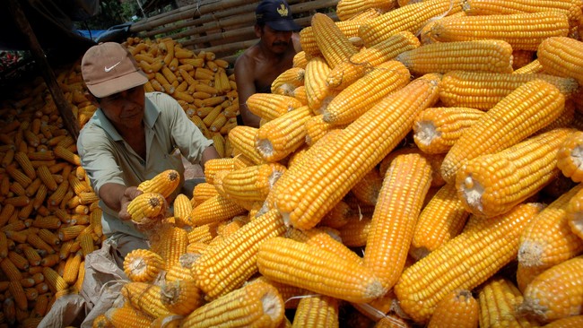 Sejumlah peternak dari Pinsar dan Gopan mengaku tercekik dengan harga pakan ternak yang tinggi. Harga pakan itu dipengaruhi langkanya pasokan jagung.