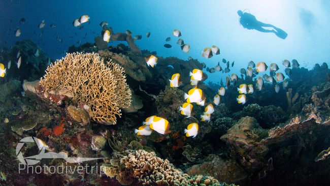 Setelah sukses dengan gelaran Sail Raja Ampat pada 2014 lalu, Indonesia Sail kini diadakan di Teluk Tomini, Sulawesi Tengah.