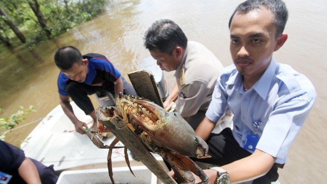 Penangkapan kepiting dalam kondisi bertelur atau di bawah ukuran berat 200 gram merupakan tindakan yang dilarang di Indonesia.