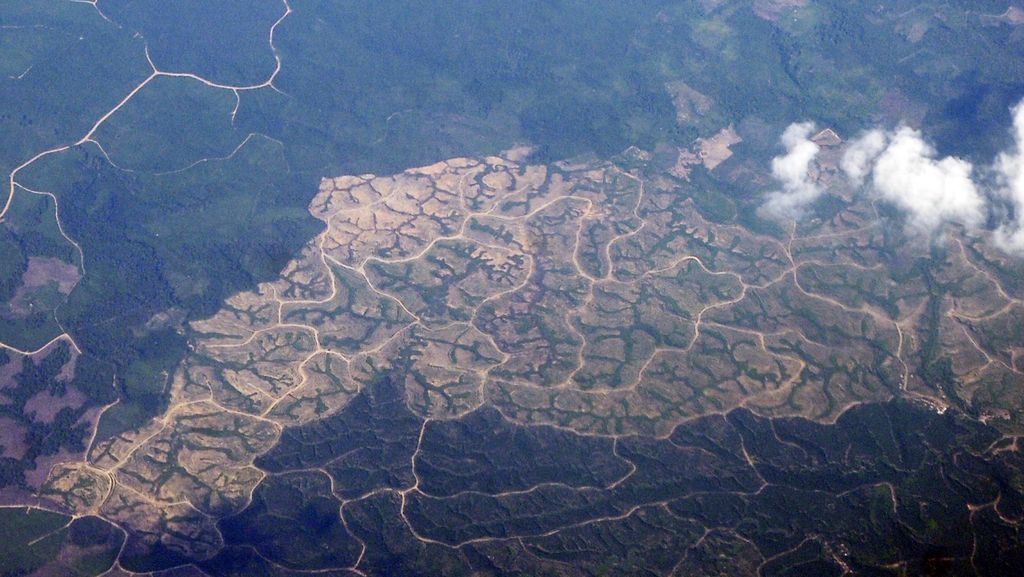 KPK: Potensi Kerugian Negara dari Sektor Hutan Mencapai Rp175 Triliun