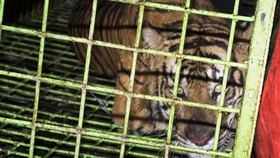 Pemburu Harimau di Riau DIbekuk Polisi, Empat Janin Disita