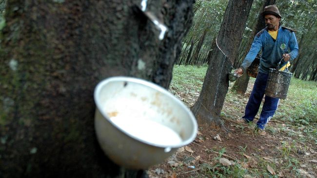Contoh hutan produksi adalah hutan jati yang berisikan pohon-pohon jati yang dimanfaatkan untuk berbagai kebutuhan. Simak penjelasannya.