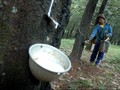 Diserang Jamur, Produksi Karet Nasional 2019 Turun 15 Persen