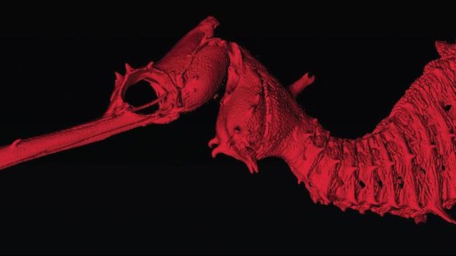 Dinamai Ruby Seadragon, spesies ini mirip dengan kuda laut namun lebih panjang dan berwarna merah sehingga disebut sebagai naga laut.