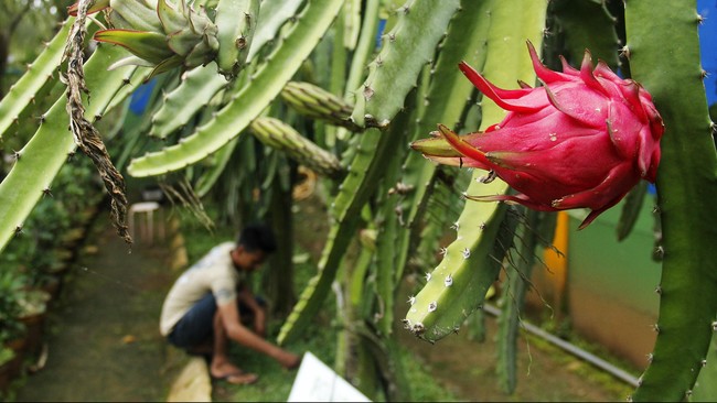 Manfaat buah naga tidak hanya sebatas orang dewasa, akan tetapi jika diberikan pada bayi secara teratur maka sangat bagus untuk mencukupi kebutuhan nutrisinya.