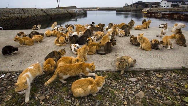 Di Pulau Aoshima, Jepang, populasi kucing mencapai 120 ekor, jauh lebih banyak dari populasi manusianya.