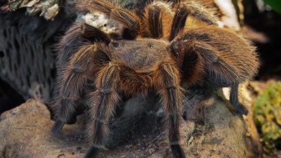 Turis asal Inggris menemukan seekor tarantula jenis Tliltocatl di lipatan celananya sepulang dari liburan di Meksiko.